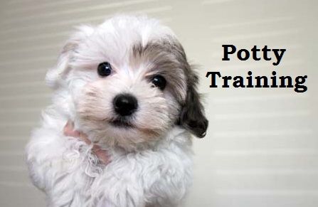 How-to-potty-train-a-puppy-at-home-with-simple-tips