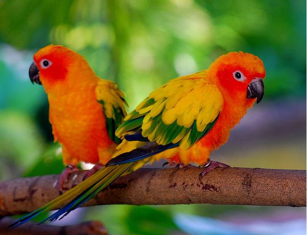 Best-Collection-Of-The-Cutest-Birds