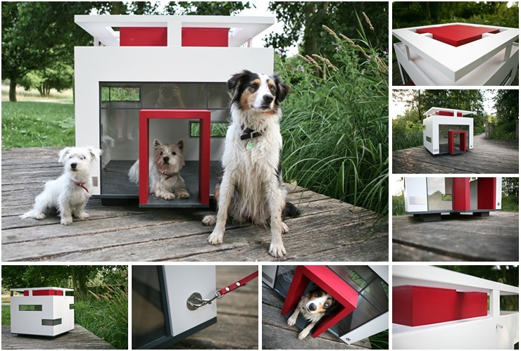 Compelling-features-of-the-best-dogs-for-small-homes