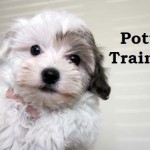 How-to-potty-train-a-puppy-at-home-with-simple-tips