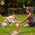 Learn-The-Best-Method-Of-Dog-Training