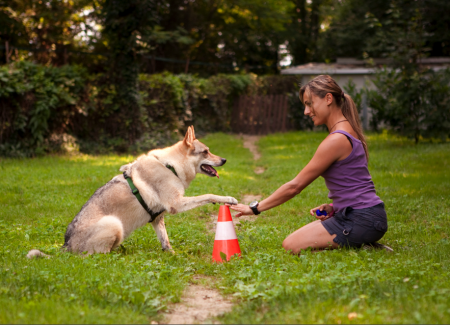 Learn-The-Best-Method-Of-Dog-Training