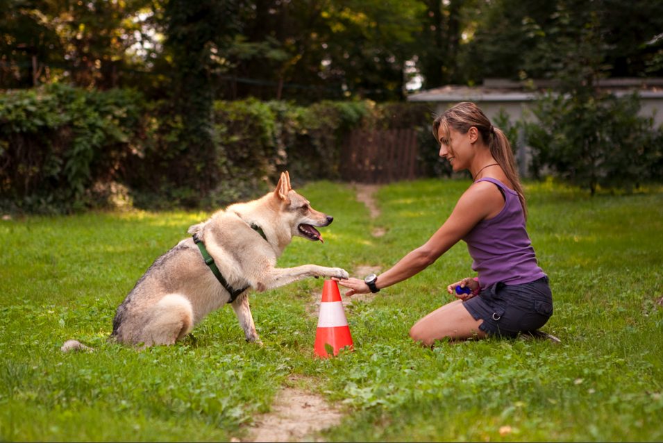 Learn The Best Method Of Dog Training