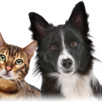 best-pet-insurance