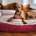 best-dog-bed