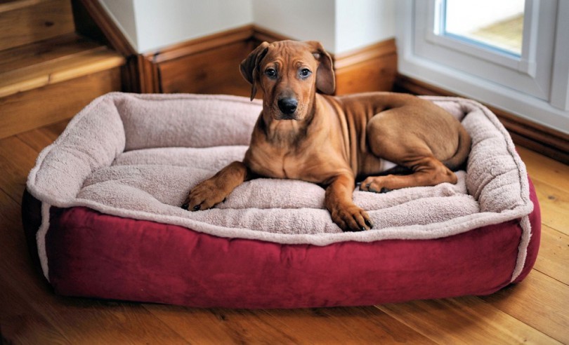 Top Features of the Best Dog Beds