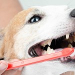 dog-dental-care