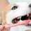 How to do dog dental care