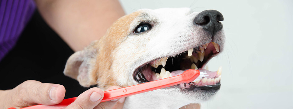 dog-dental-care