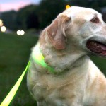 led-dog-collar