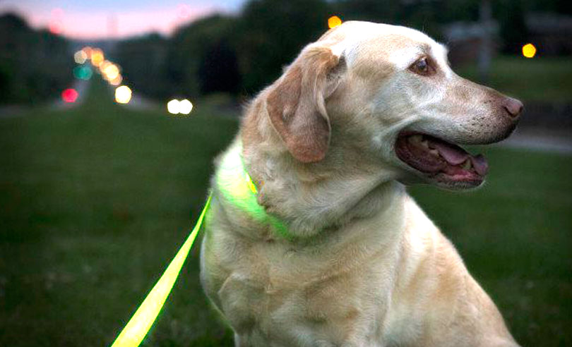 led-dog-collar