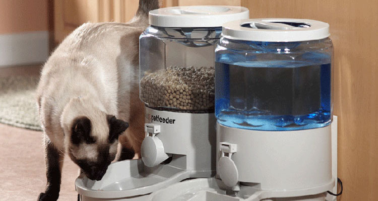 pet-feeder-for-your-cat