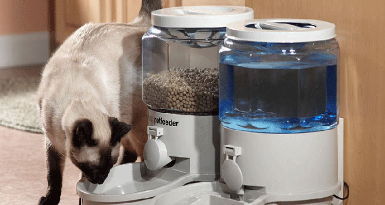 Benefits of Using an Automatic Pet Feeder for Your Cat