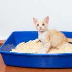 Show your cat the location of the litter box