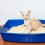 Litter Box Training For Your Cat