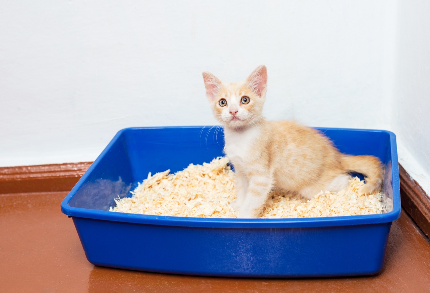 Show your cat the location of the litter box