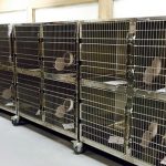 Linked Up For Animals