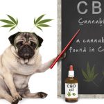 CBD Oil