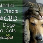potential side effects of CBD for dogs and cats