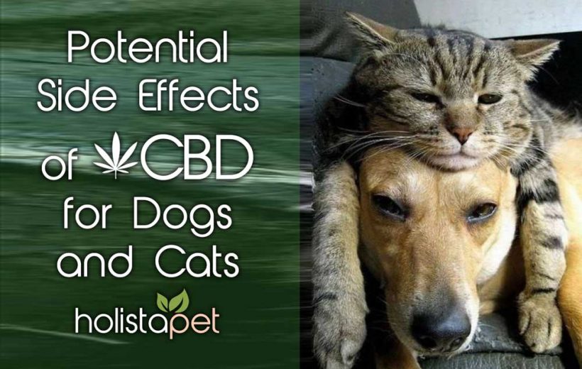 potential side effects of CBD for dogs and cats