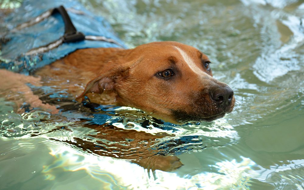 Hydrotherapy Treats Dogs in an Efficient and Comfortable Way