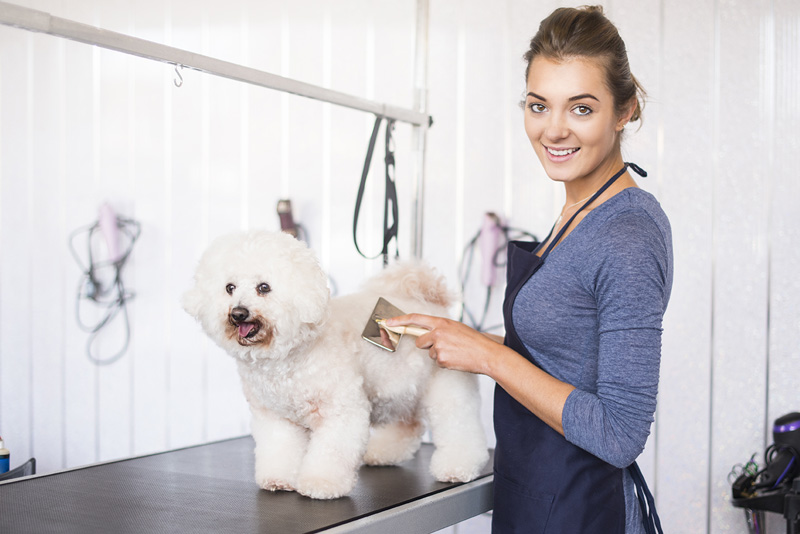 Tips for Finding the Best Mobile Pet Groomer in Your Area