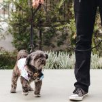 Tips for Picking the Best Store for High Quality Dog Gear