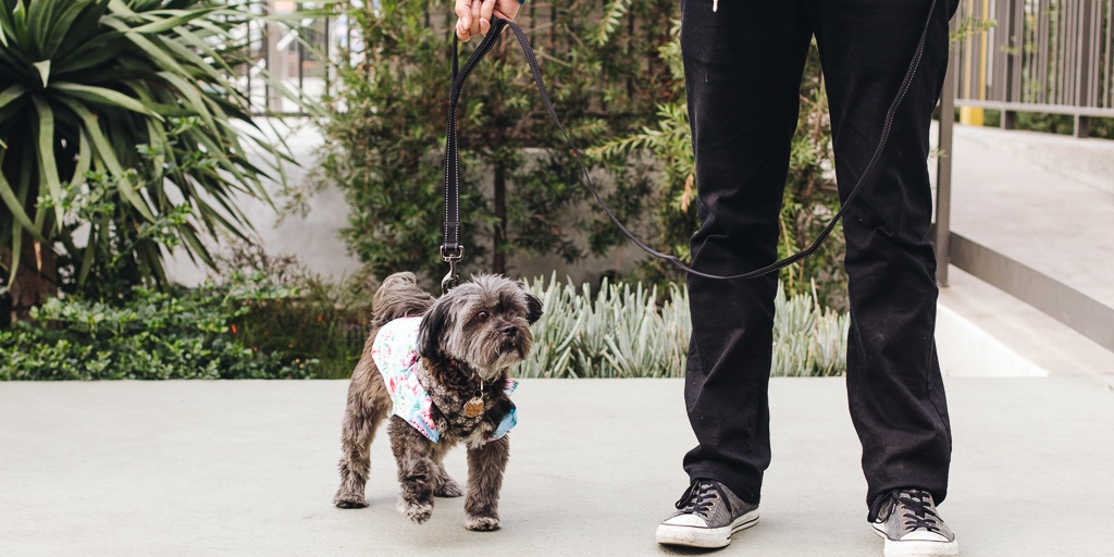 Tips for Picking the Best Store for High Quality Dog Gear
