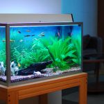 Tips on How to Buy an Aquarium
