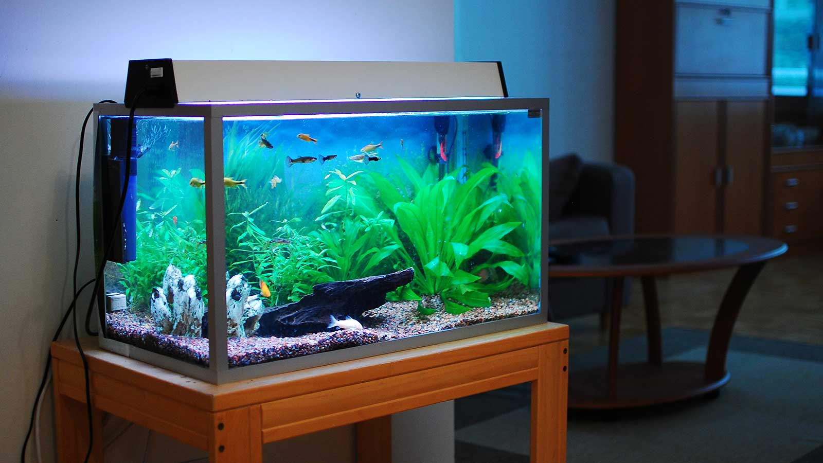 Tips on How to Buy an Aquarium