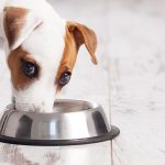 Natural Food for Dogs