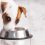 Natural Food for Dogs: All about This Nutritional Option