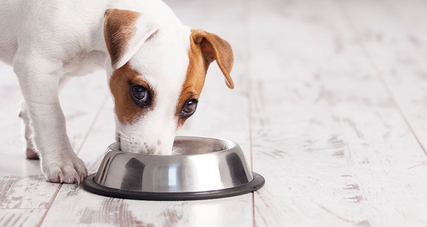 Natural Food for Dogs