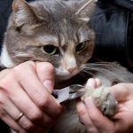 Taking Care Of Your Cats