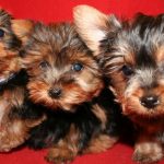 Where to Find Puppies for Sale in Long Island