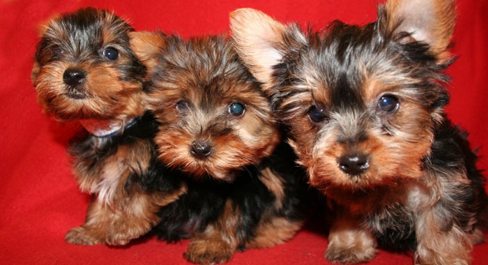 Where to Find Puppies for Sale in Long Island