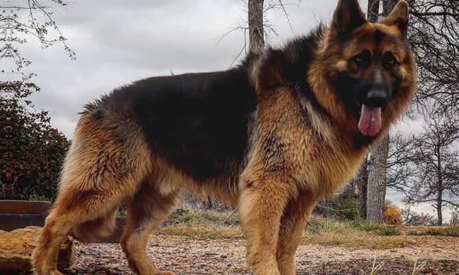 How to Decide If You Want to Get a Long-Haired German Shepherd