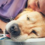 Euthanasia in Dogs