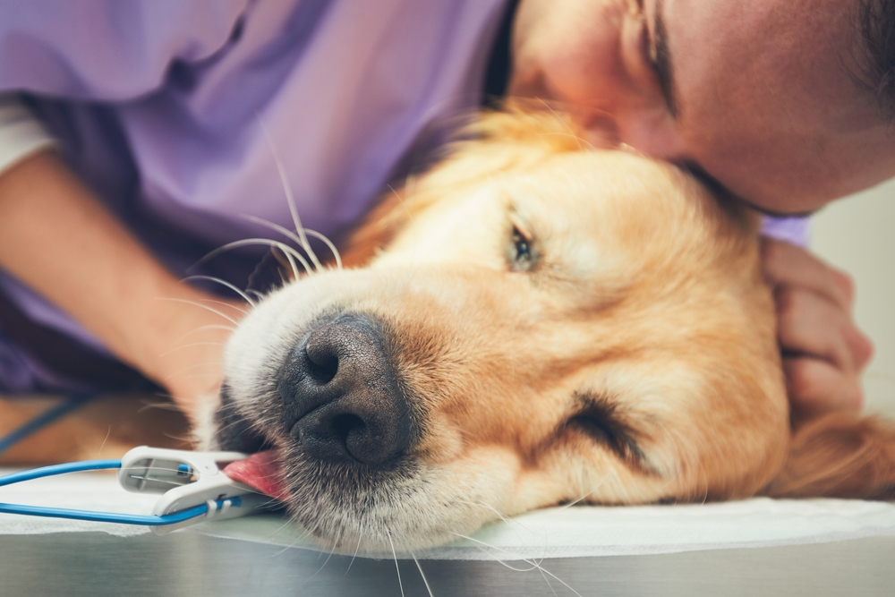 Euthanasia in Dogs – Key Questions About It