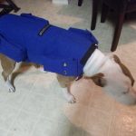 Full Body Weighted Dog Vest
