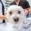 What to Consider When Choosing the Right Veterinary Hospital for Your Pets