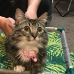 kittens for sale near me