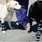 Do Orthopedic Knee Braces Help Dogs
