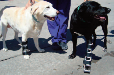 Do Orthopedic Knee Braces Help Dogs