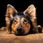 Living With a Deaf Dog