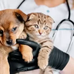 Pet-Health-Insurance-Plan