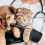 How to Select a Pet Health Insurance Plan