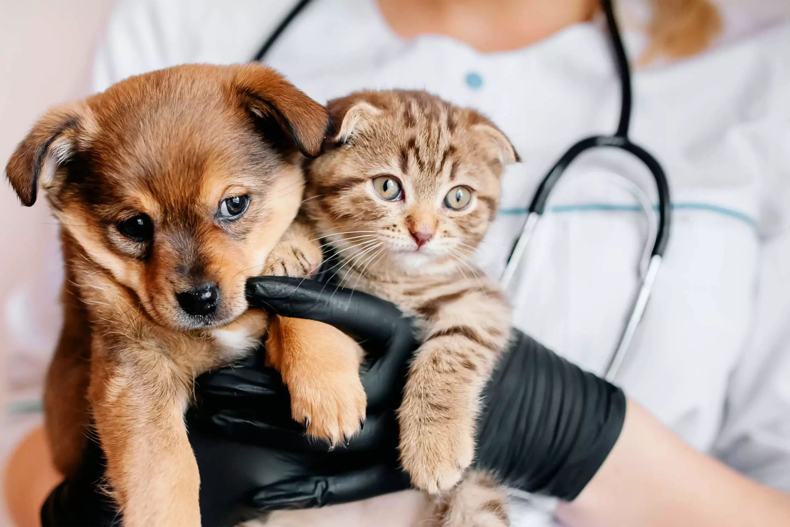 Pet-Health-Insurance-Plan