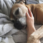 3 Tips to Cope With Pet Loss