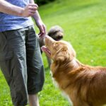 Can I Train An Older Dog